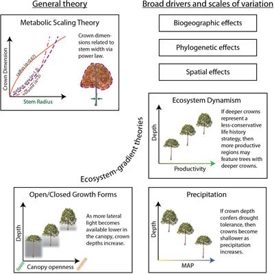 The Influence of Ecosystem and Phylogeny on Tropical Tree Crown Size and Shape